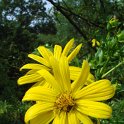 Silphium perfoliatum fleur